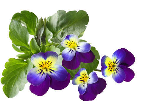 Pansy