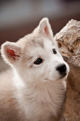 Obraz premium Alaska Puppies