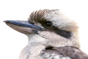 Bird, Kookaburra, a terrestrial kingfisher, isolated on white