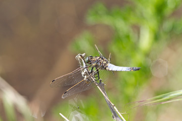 libellule corse au printemps