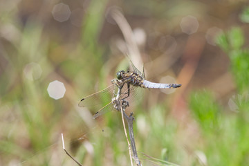 libellule corse au printemps