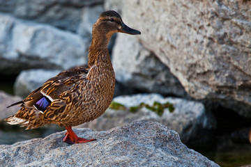 WILD DUCK