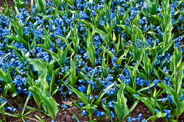 Obraz premium Field full with purple Hyacinths in Holland .