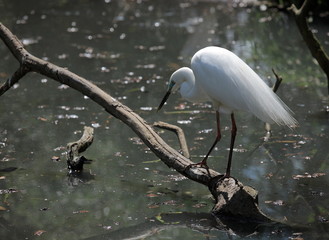 aigrette à l'affut
