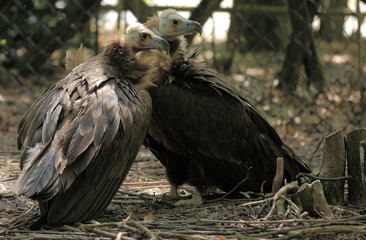 couple de vautour moine et nidification