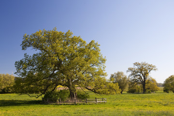 freistehende Eiche