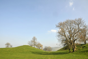 Fields by Aysgarth in Wensleydale, Yorkshire