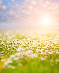 Fototapeta premium Flower field over blue cloudy sky