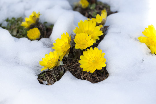 1 008 Best 福寿草 Images Stock Photos Vectors Adobe Stock