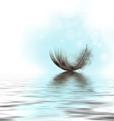 Feather on water