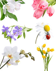 Flower collage on white background