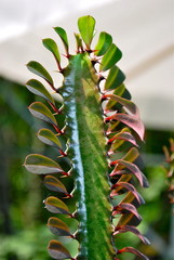 Euphorbia