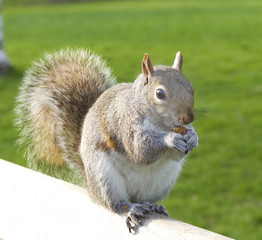 Squirrel sitting on a bench