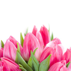 Fototapeta premium Pink tulips