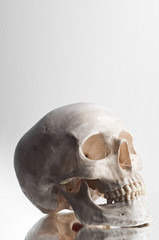 Obraz premium Anatomically correct medical model of the human skull