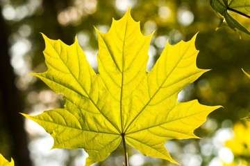 leaf