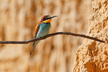 European bee-eater