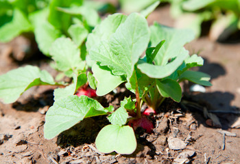 young garden radishes