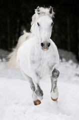 Fototapeta na wymiar biały koń biegnie galopem Lipizzan zimą