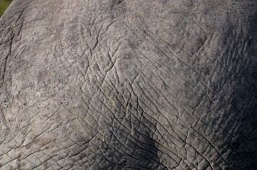 elefante