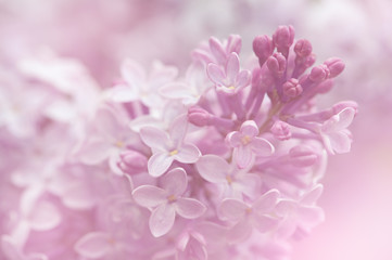 Lilac flowers background. Close-up macro shot in shallow DOF. - 31965880