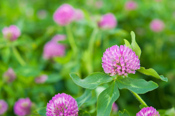 並んだムラサキツメクサ