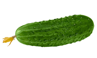 Fresh green Cucumber on a white background