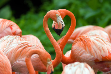 Flamingos in Love