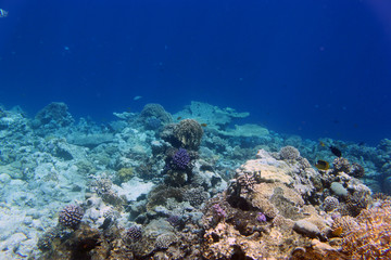 Fototapeta na wymiar Кораллы