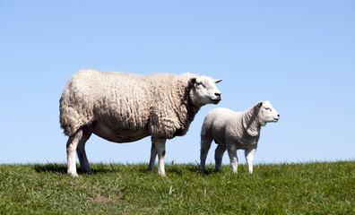 Naklejka na ściany i meble Mother and young sheep