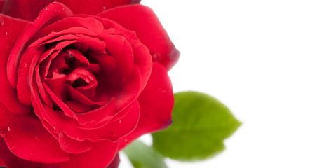 Fototapeta premium Bigliettino con rosa rossa