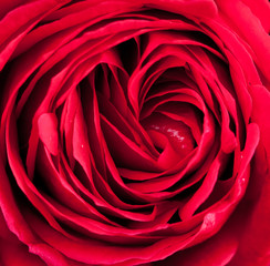 Obrazy na Szkle  Czerwona róża makro