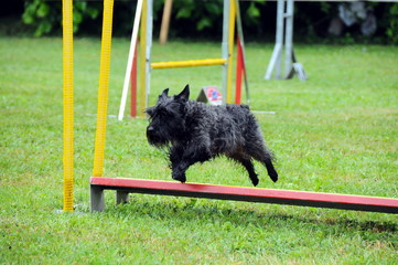 agility dog