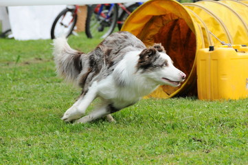 agility dog