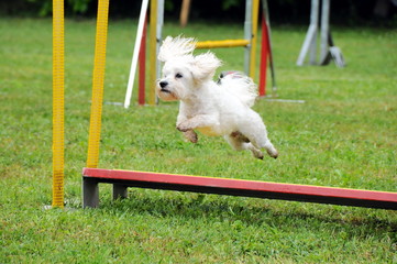 agility dog