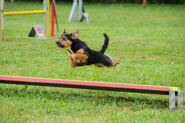 agility dog
