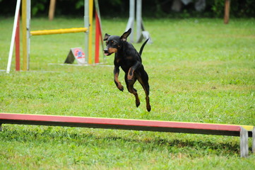 agility dog