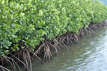Mangrove
