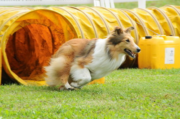 discipline agility dog ​​competition