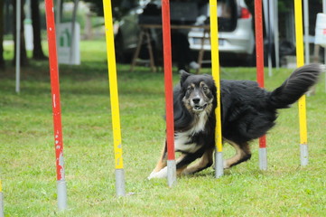 agility dog