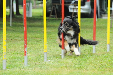 agility dog