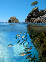 Surface and underwater view with rocky islet and school of saddled seabream fish  Mediterranean sea, Catalonia, Costa Brava, Spain