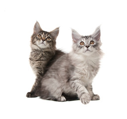 Fototapeta premium Two fluffy kittens