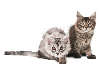 Obraz premium Two fluffy kittens