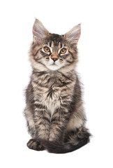 Obraz premium Small fluffy kitten