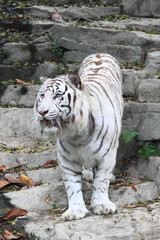beautiful white tiger in Guangzhou, endangered animal in China