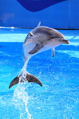 Fototapeta premium dolphin leap