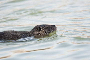 nutria