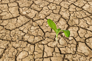 Plant growing from barren land
