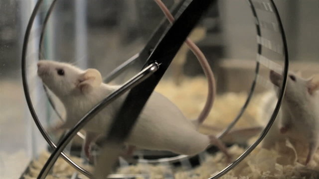 Mice on Treadmill